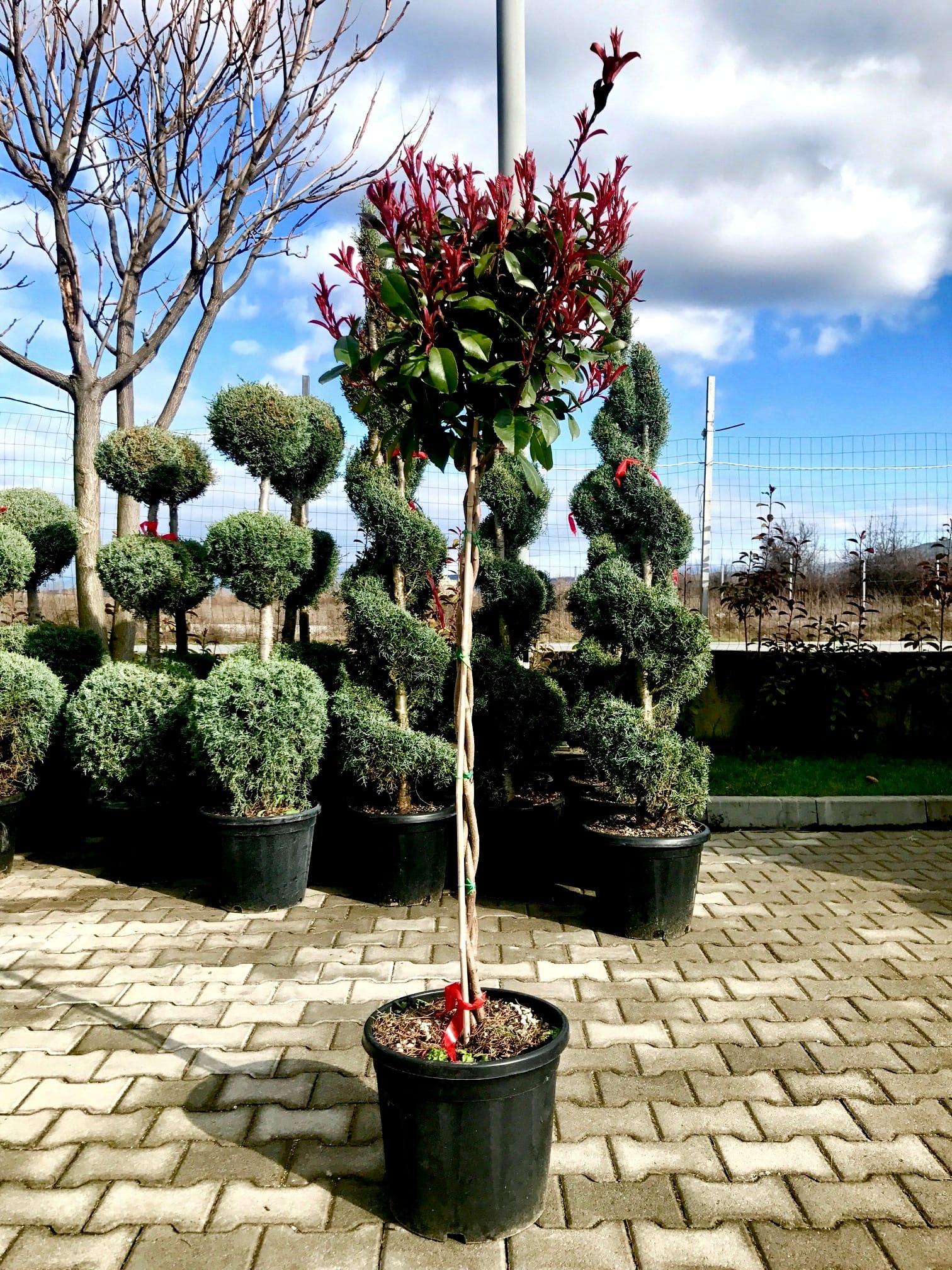 Фотиния фразери (Photinia Fraseri) - Image 4