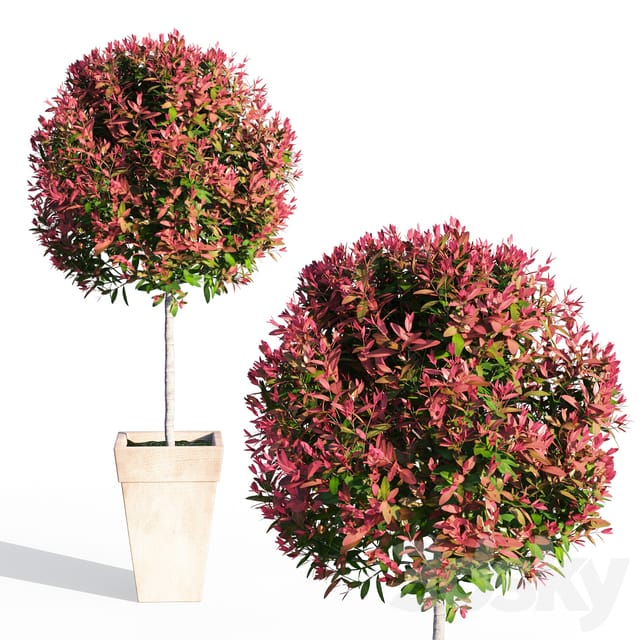 Фотиния фразери (Photinia Fraseri) - Image 5