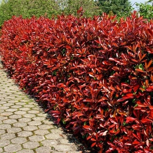 Фотиния фразери (Photinia Fraseri) - Image 3