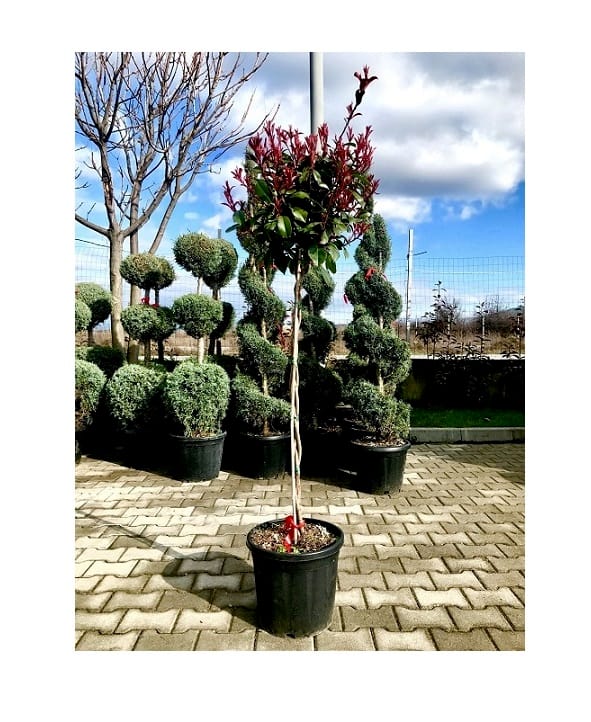 Фотиния фразери (Photinia Fraseri)