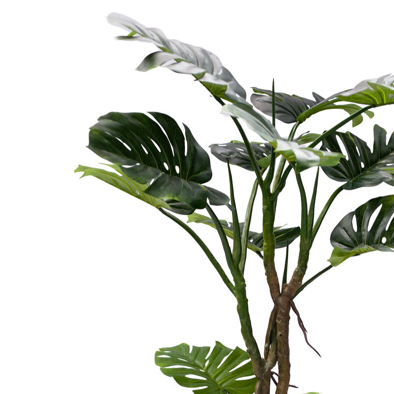 Декоративно саксийно дърво Monstera III 180cm - Image 2