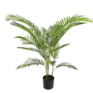 Саксийно декоративно растение Areca I 120cm