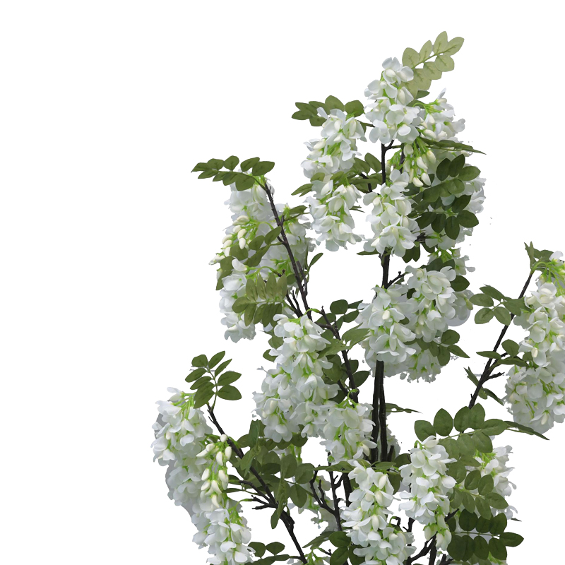 Декоративно растение Бобови цветя в саксия 125cm - Image 2