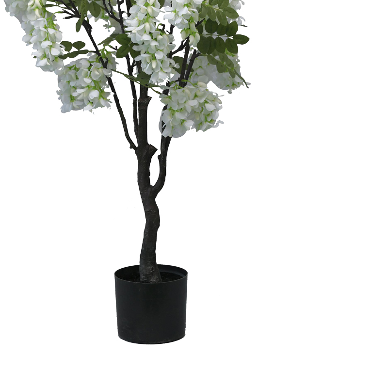 Декоративно растение Бобови цветя в саксия 125cm - Image 3